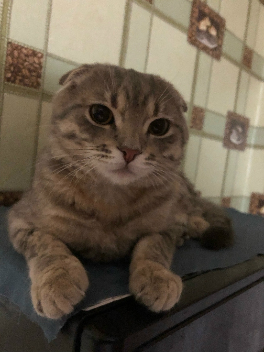 Найдена кошка в Солигорске — приветствую.