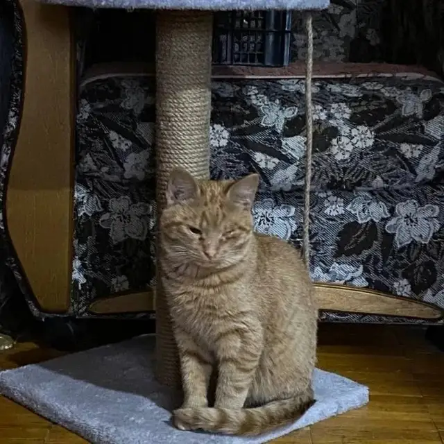 Найдена кошка в Солигорске — Очень красивый котенок Рыжик (5 -6 месяцев) ищет семью, в которой он будет любимым малышом. Был…