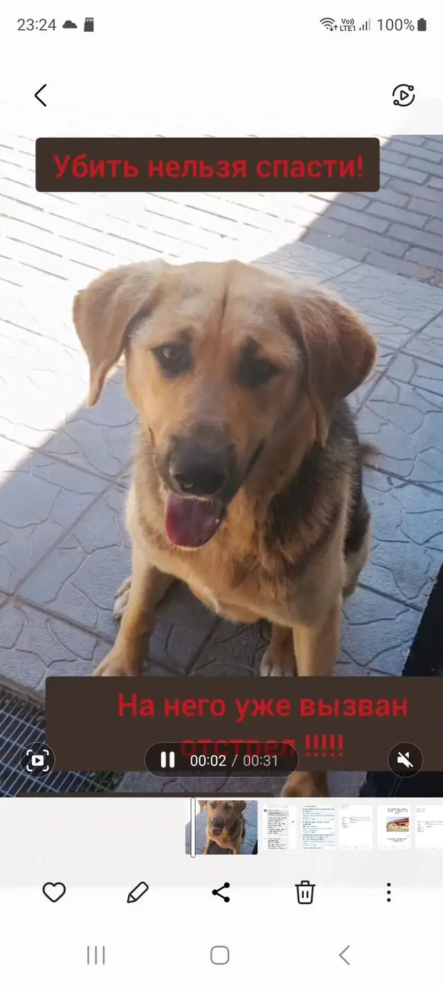 Найдена собака в Солигорске — СРОЧНО НУЖНА ПЕРЕДЕРЖКА/ДОМ!🙏 ВЫЗВАН ОТСТРЕЛ‼️