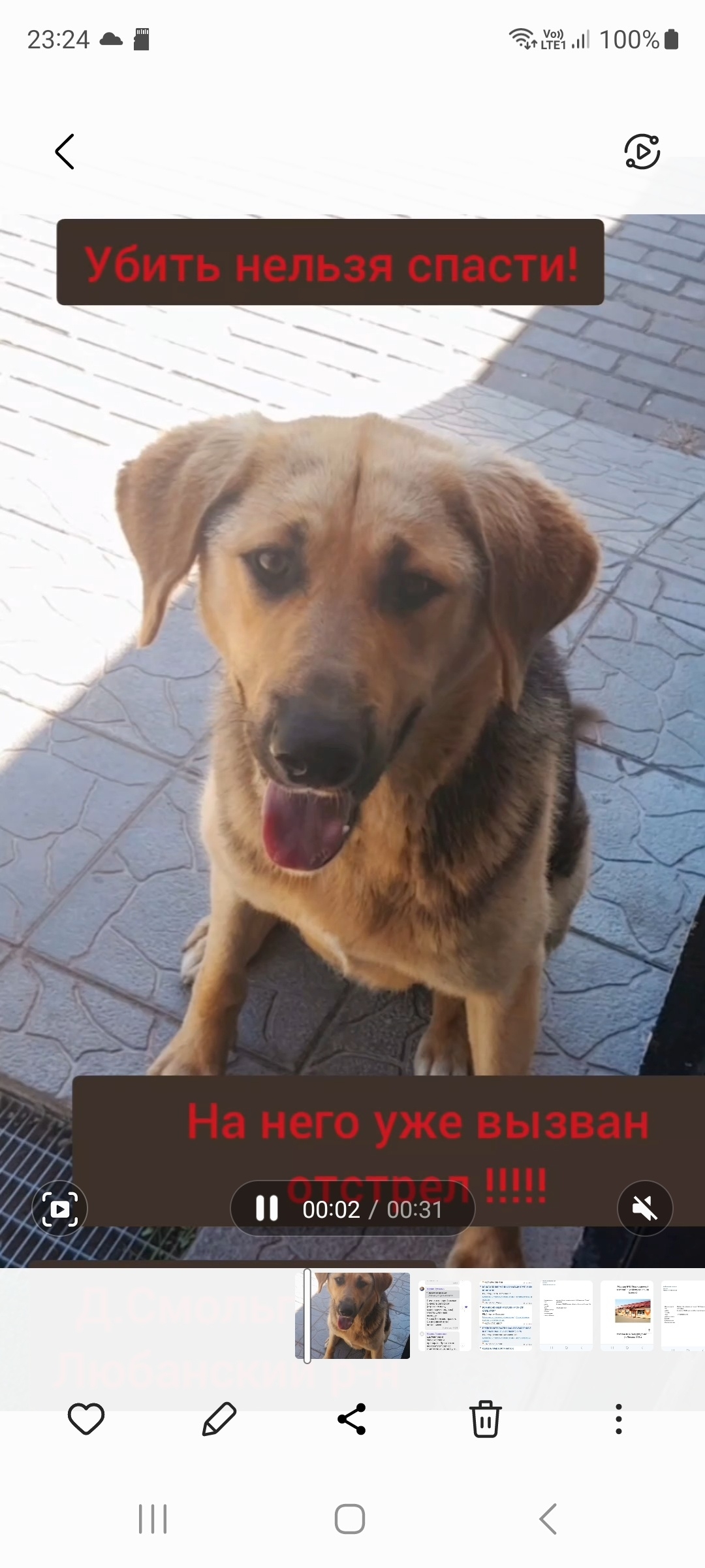Найдена собака в Солигорске — СРОЧНО НУЖНА ПЕРЕДЕРЖКА/ДОМ!🙏 ВЫЗВАН ОТСТРЕЛ‼️