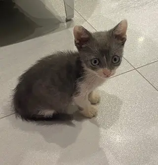 Найдена кошка в Солигорске — Котик-мальчик ищет дом!!