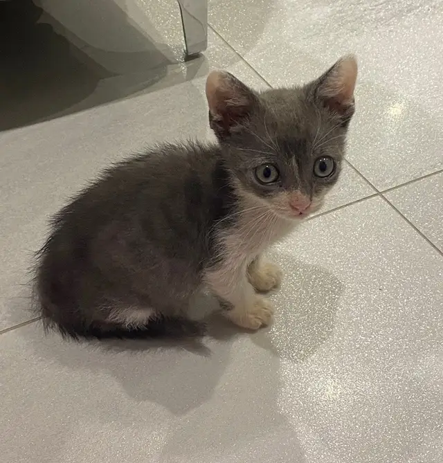Найдена кошка в Солигорске — Котик-мальчик ищет дом!!