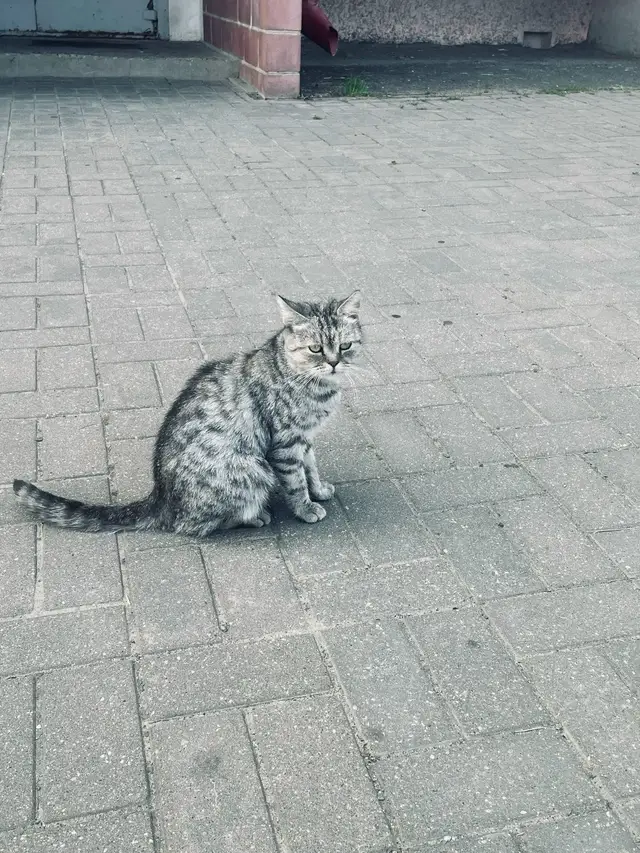 Найдена кошка в Солигорске — Старобин! В одном из дворов была замечена вот такая кошечка. Безумно ласковая. Не понятно самовыгул…