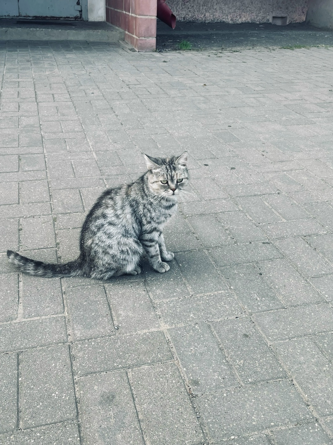Найдена кошка в Солигорске — Старобин! В одном из дворов была замечена вот такая кошечка. Безумно ласковая. Не понятно самовыгул…