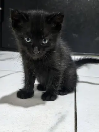 Найдена кошка в Солигорске — Ищу хозяев для маленьких котят. Кошка родила на дачном участке под лавочкой, оставить их там мы не…