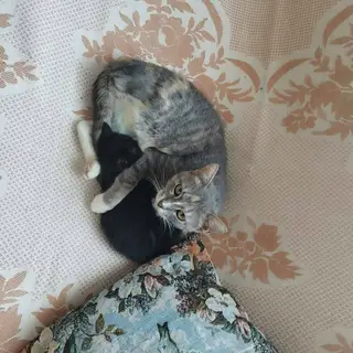 Пропала кошка в Солигорске — SOS!!! 🆘🆘🆘