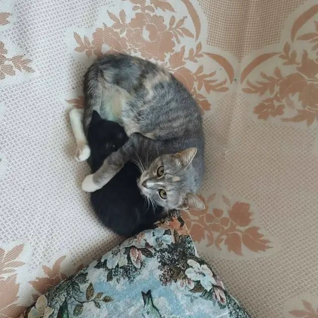 Пропала кошка в Солигорске — SOS!!! 🆘🆘🆘