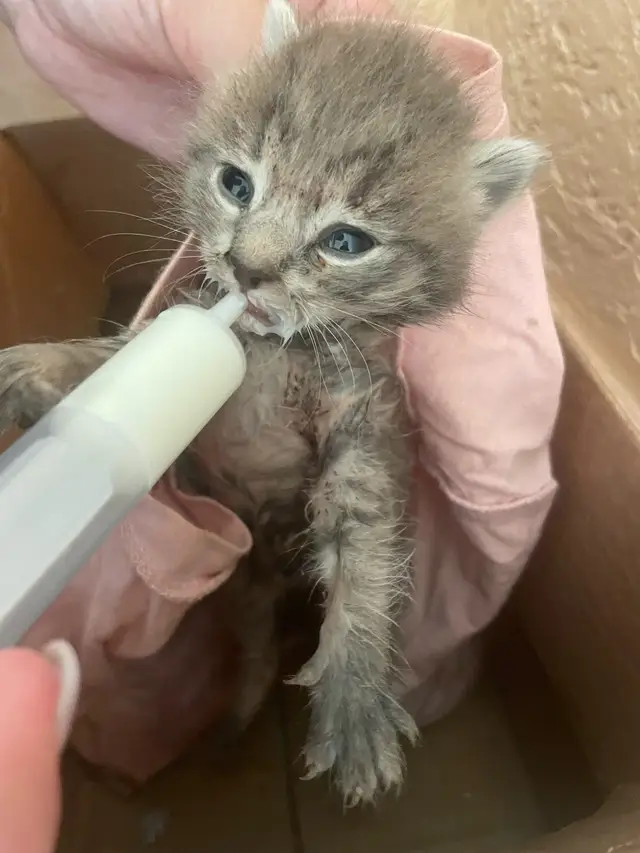 Найдена кошка в Солигорске — Солигорск , найден маленький котёнок , срочно нужна помощь , сам не ест … Оставить себе нет…