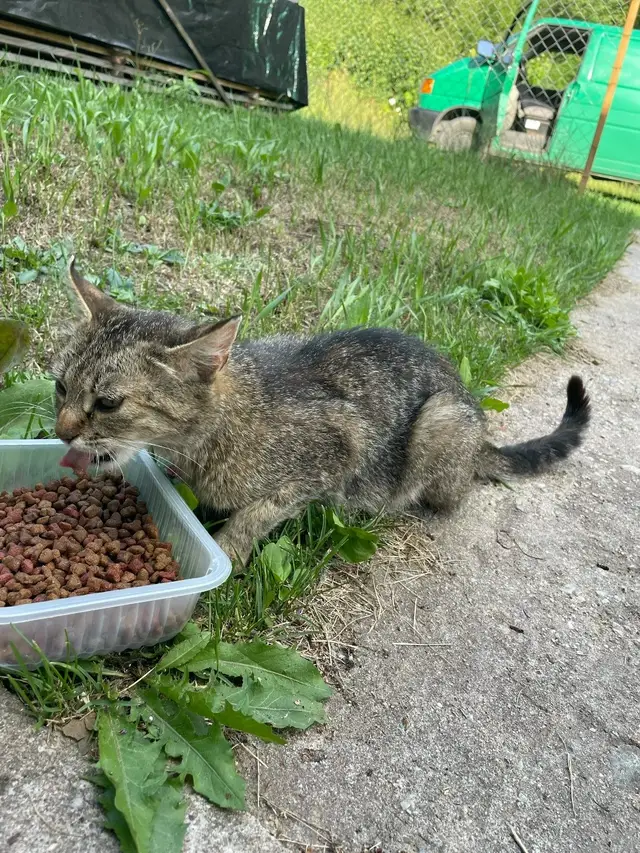 Найдена кошка в Молодечно — Котята в добрые руки🥰 и кошка (стерилизованная) были найдены в лесу