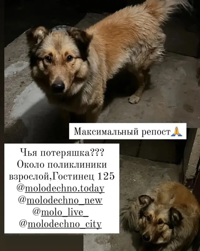 Найдена собака в Молодечно — Дорогие молодечненцы, подписчики и гости страничек соцсетей!