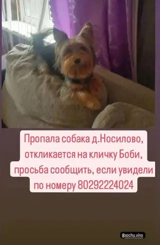 Найдена собака в Молодечно — фото объявления