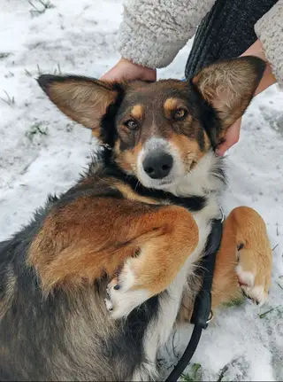 Пропала собака в Молодечно — Ушастая 🐶 ищет дом.
