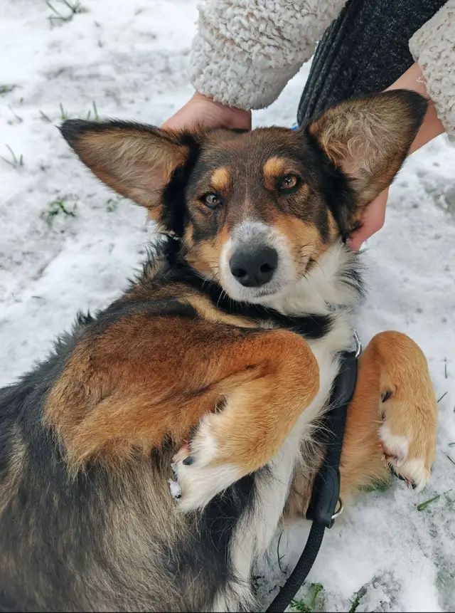 Пропала собака в Молодечно — Ушастая 🐶 ищет дом.
