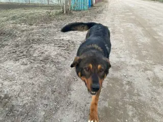 Найдена собака в Молодечно — фото объявления
