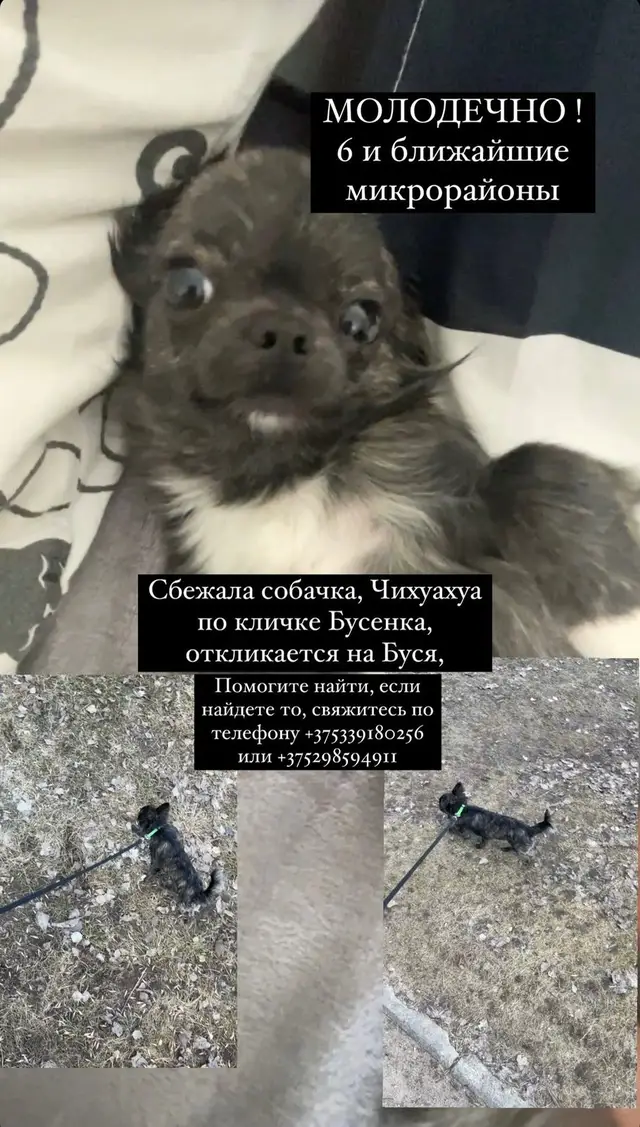 Пропала собака в Молодечно — Сбежала собачка, по кличке Бусинка, откликается на Буся, черно-пепельного окраса, меньше года.