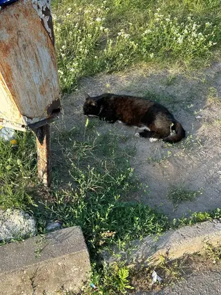 Пропала кошка в Молодечно — фото объявления