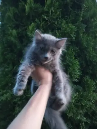 Найдена кошка в Молодечно — Добрый день!! Кто потерял кошечку в районе ул.Радашковической и Михаленка отзовитесь…