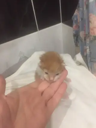 Найдена кошка в Молодечно — Малюпасенький котёночек, был найден на улице весь в мухах. Помыть, очищен, обработан. Может быть…