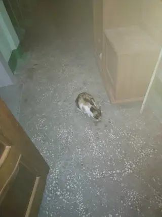 Найдена кошка в Молодечно — Может кто потерял кошку, на ул. Криничнай. Не похожа на уличную. Находится в подьезде