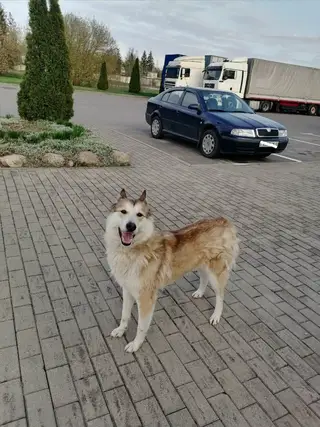 Найдена собака в Молодечно — на заправке на въезде в Менютки бегает собака