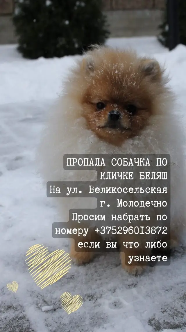 Пропала собака в Молодечно — фото объявления