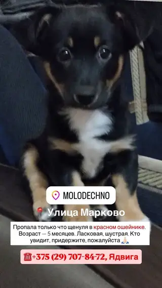 Найдена собака в Молодечно — фото объявления