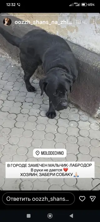 Пропала собака в Молодечно — Может кто-то знает, чья потеряшка?Бегал вчера район Грамадовской, Маркова. Со слов: в руки не идёт…