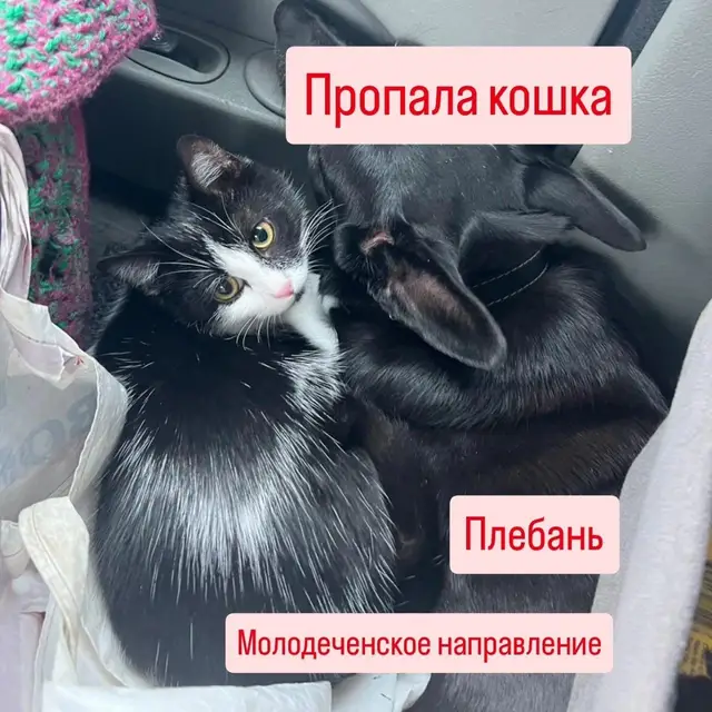 Пропала кошка в Молодечно — фото объявления