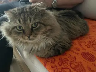 Пропала кошка в Барановичах — фото объявления