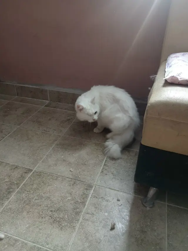 Найдена кошка в Барановичах — Срочно! Найден кот!