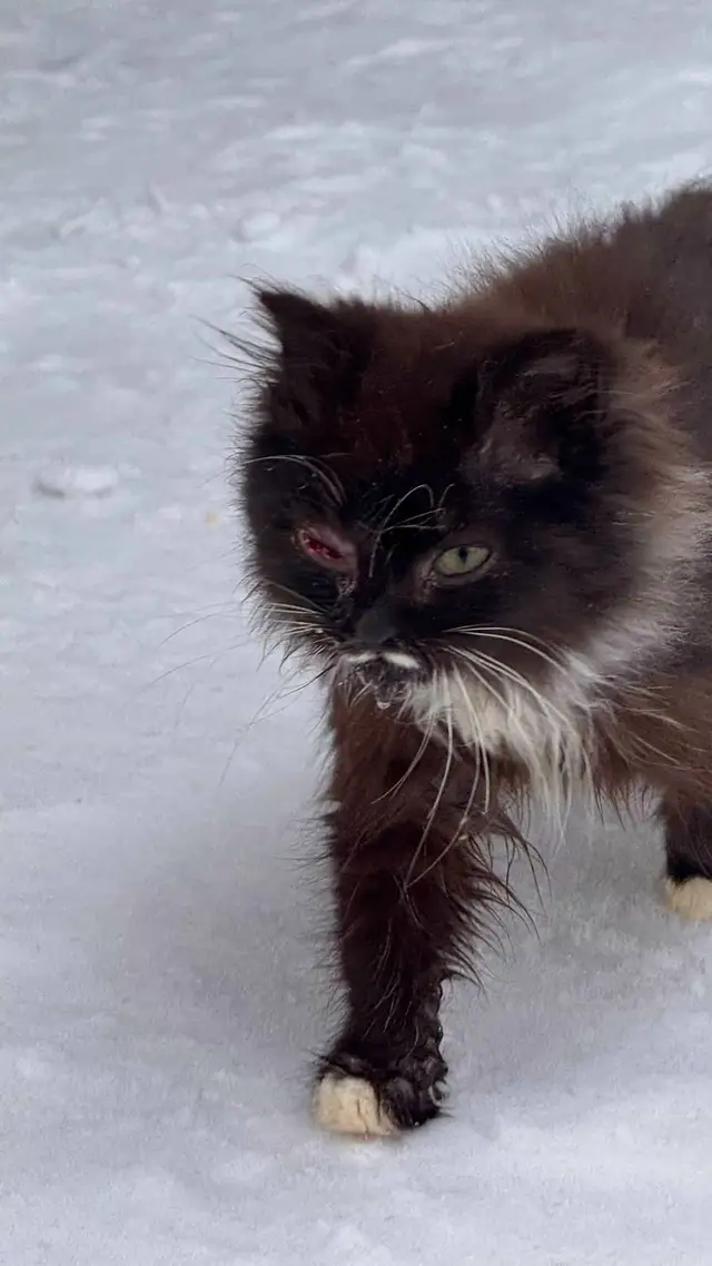 Найдена кошка в Барановичах — Срочно! Прибились котята на даче. Глаза больные. нужна передержка вместе или по одному. Финансово…