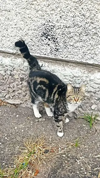 Пропала кошка в Барановичах — Котик молодой,явно домашний,вероятнее всего потеряшка .район Домбровского.