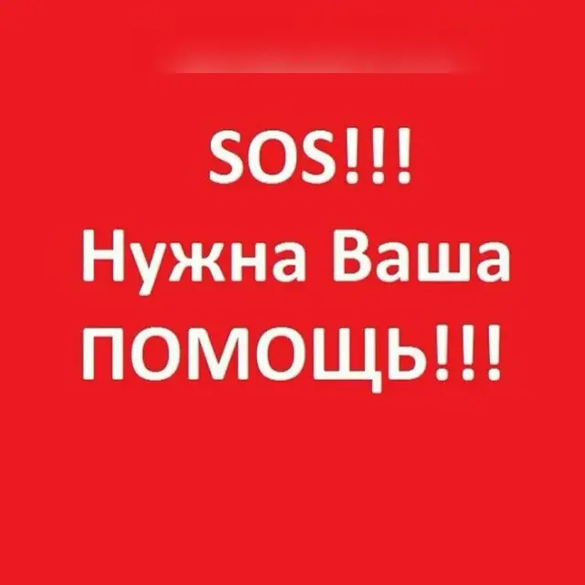 Найдена кошка в Барановичах — На Южном прибилась беременная кошка, пока облюбовала чей-то подвал. Женщина боится, что кошку…
