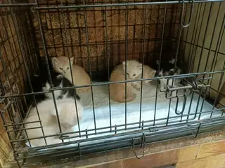 Найдена кошка в Барановичах — Для наших котят нашлась передержка!