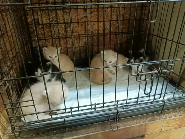 Найдена кошка в Барановичах — Для наших котят нашлась передержка!