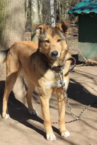 Найдена кошка в Гродно — РЕБЁНОК, КОТОРОГО НЕ ВЫБРАЛИ ищет дом ❤️