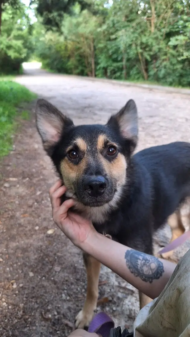 Найденная собака в Гродно: Лион ищет дом 🐾 Найдена собака в Гродно — Лион ищет дом 🐾