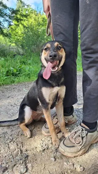 Найдена собака в Гродно — Малышка Вайси ищет любящую семью 💖