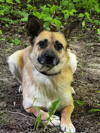 Найдена собака в Гродно — Моника ищет дом ❤️