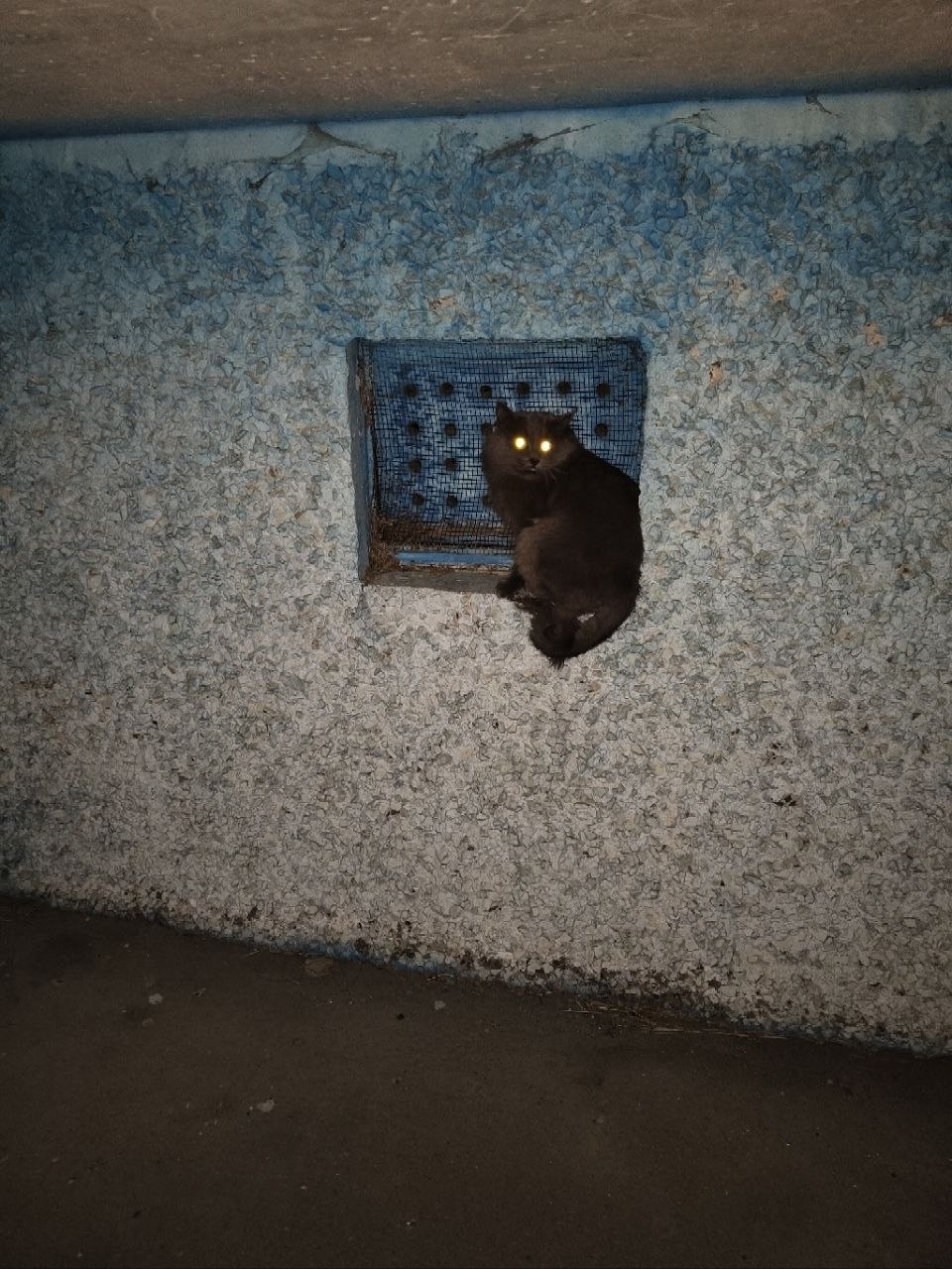 Найдена кошка в Солигорске — Судиловского 3, под балконом. Чей котик потерялся?! Видно, что домашний, очень напуган, если начать…