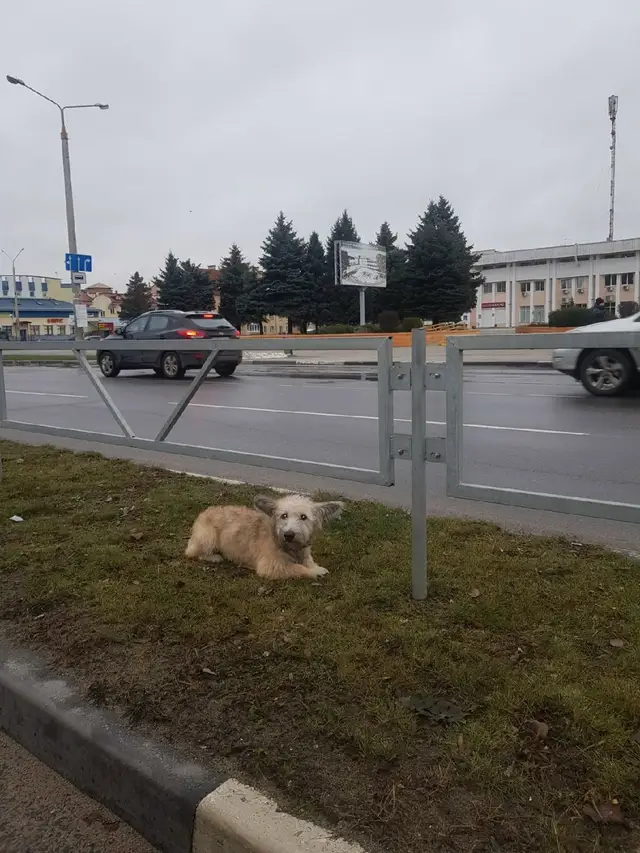 Пропала собака в Солигорске — фото объявления