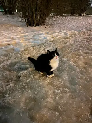 Пропала кошка в Солигорске — Может кто котика потерял?