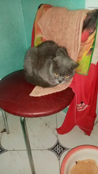 Найдена кошка в Солигорске — Может кто потерял кота похож на британца? А также раздам котят, 2 мальчика и одна девочка, все едят…