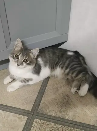 Найдена кошка в Солигорске — SOS!!! ПОТЕРЯЛАСЬ КОШКА три недели назад, район Старобина. На ней был серый ошейник от паразитов…