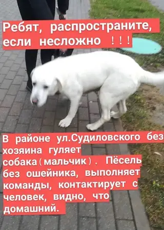 Пропала собака в Солигорске — В Инстаграмме опубликовали вот такого потеряшку, может кто узнал в нем своего пса