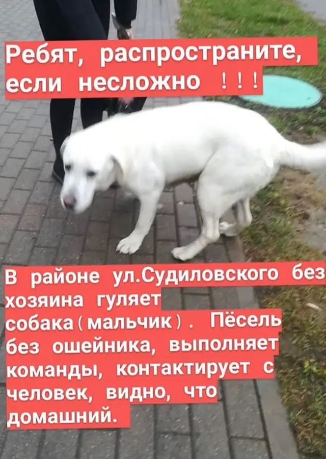 Пропала собака в Солигорске — В Инстаграмме опубликовали вот такого потеряшку, может кто узнал в нем своего пса