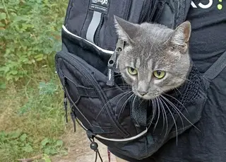 Пропала кошка в Солигорске — Мы не теряем надежды 😔