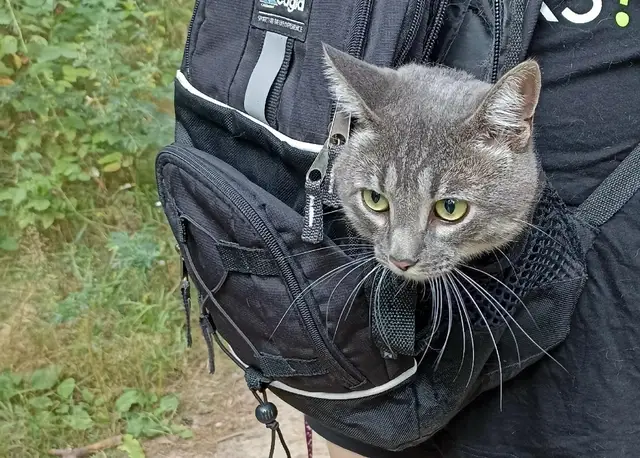 Пропала кошка в Солигорске — Мы не теряем надежды 😔