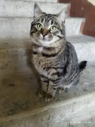 Найдена кошка в Солигорске — фото объявления