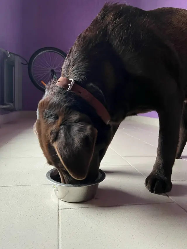 Пропала собака в Солигорске — фото объявления
